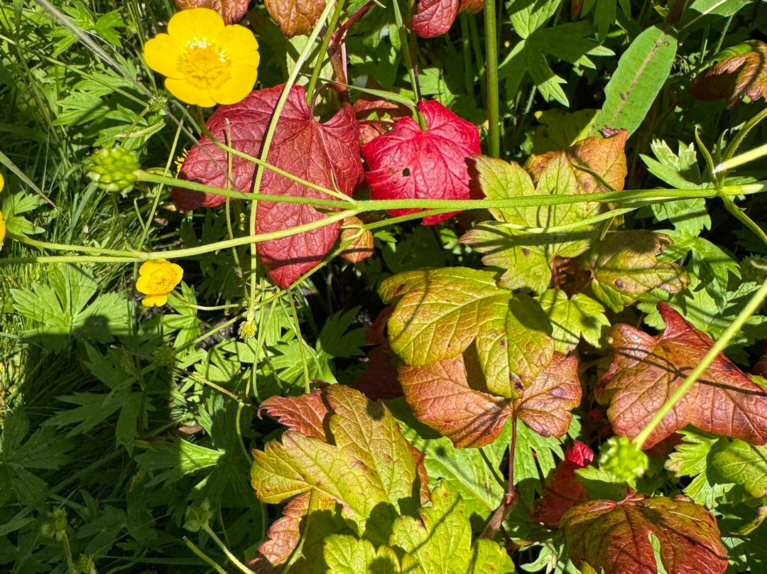 Overfall Brook Trail-Forteau必去景点