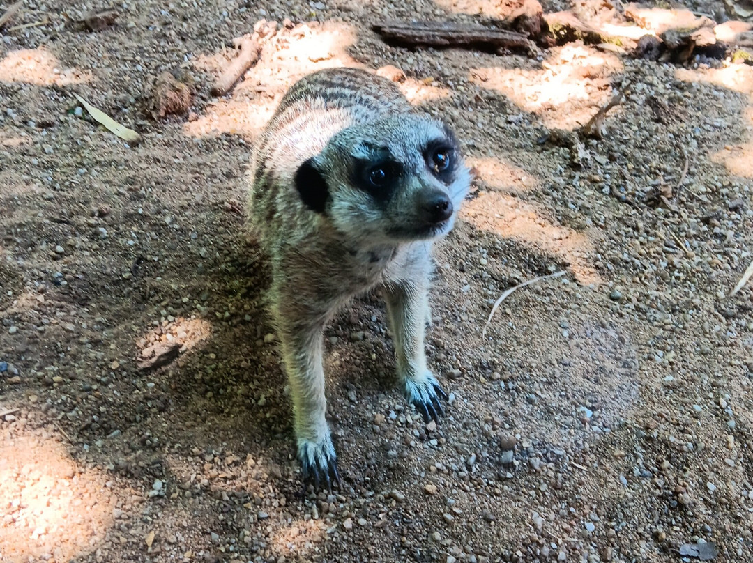 Zoo des Sables-莱萨布勒多洛讷必去景点
