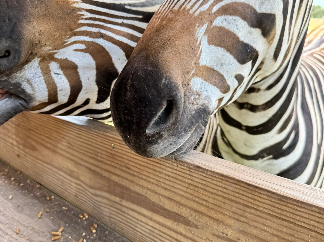 Fragile Planet Wildlife Park-Los Fresnos必去景点