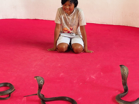 Krabi King Cobra Show-Khlong Haeng必去景点