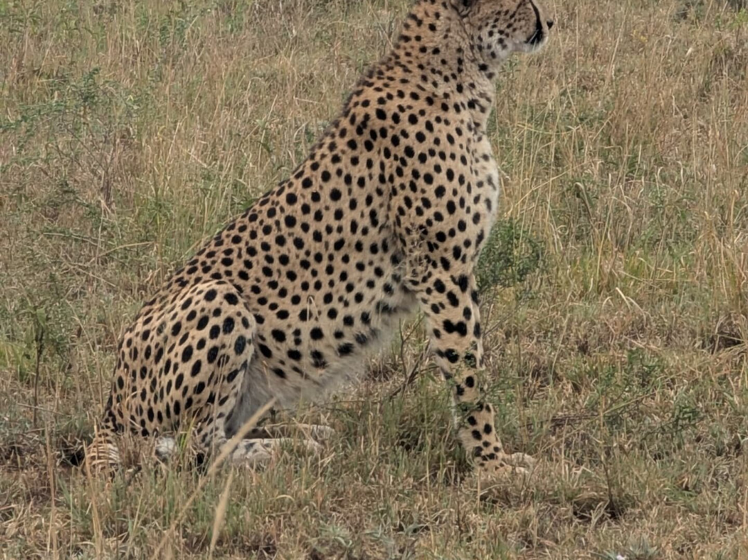Serengeti National Park-Ikoma必去景点