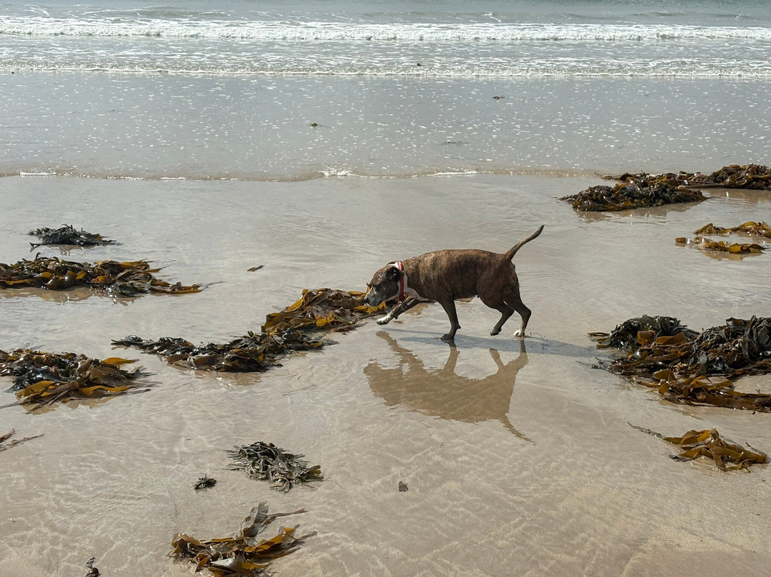 Beadnell Bay Beach-Beadnell必去景点