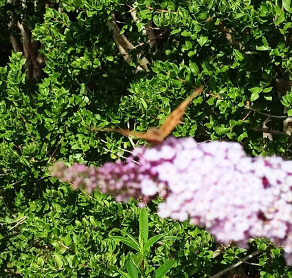 Le Jardin Des Osmanthes-La Bouillie必去景点