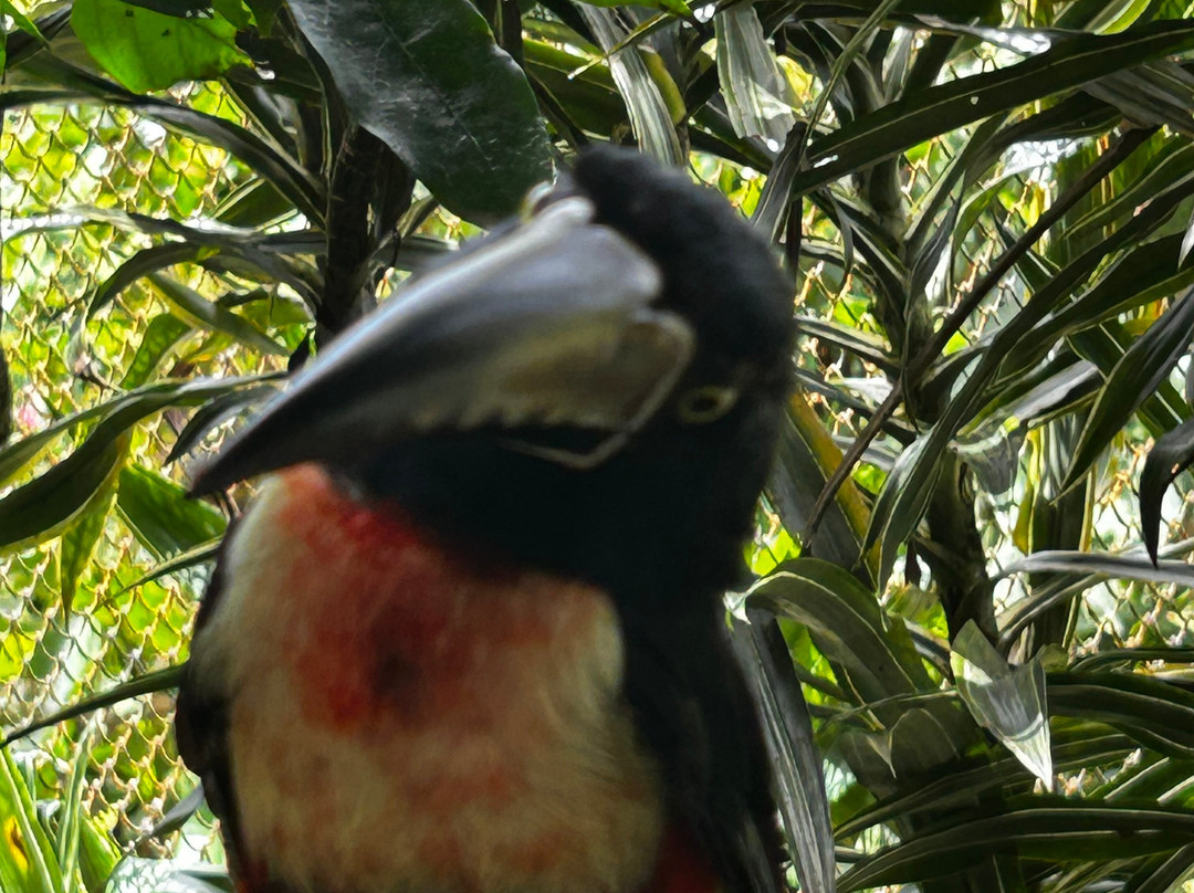 Sol Tropical Day Tours-圣何塞必去景点