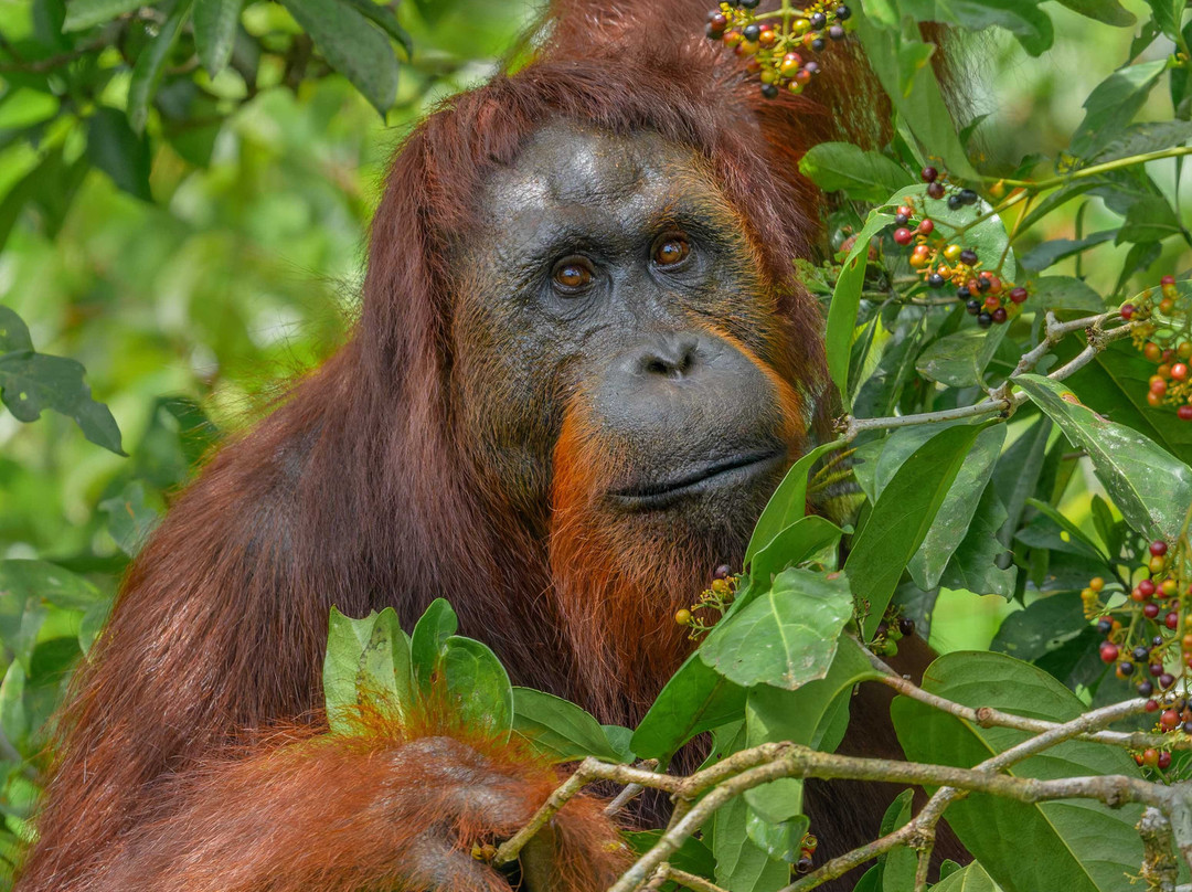 Orangutan Trekking Tours-Pangkalan Bun必去景点