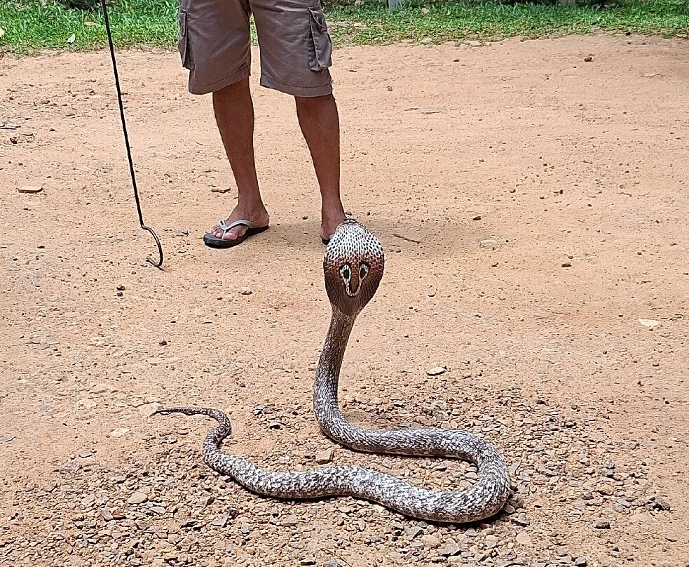Snake Farm Weligama (Traditional Farm)-瓦勒迦玛必去景点