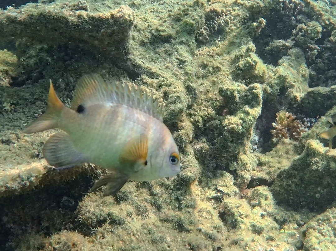 Palolo Deep Marine Reserve-阿皮亚必去景点