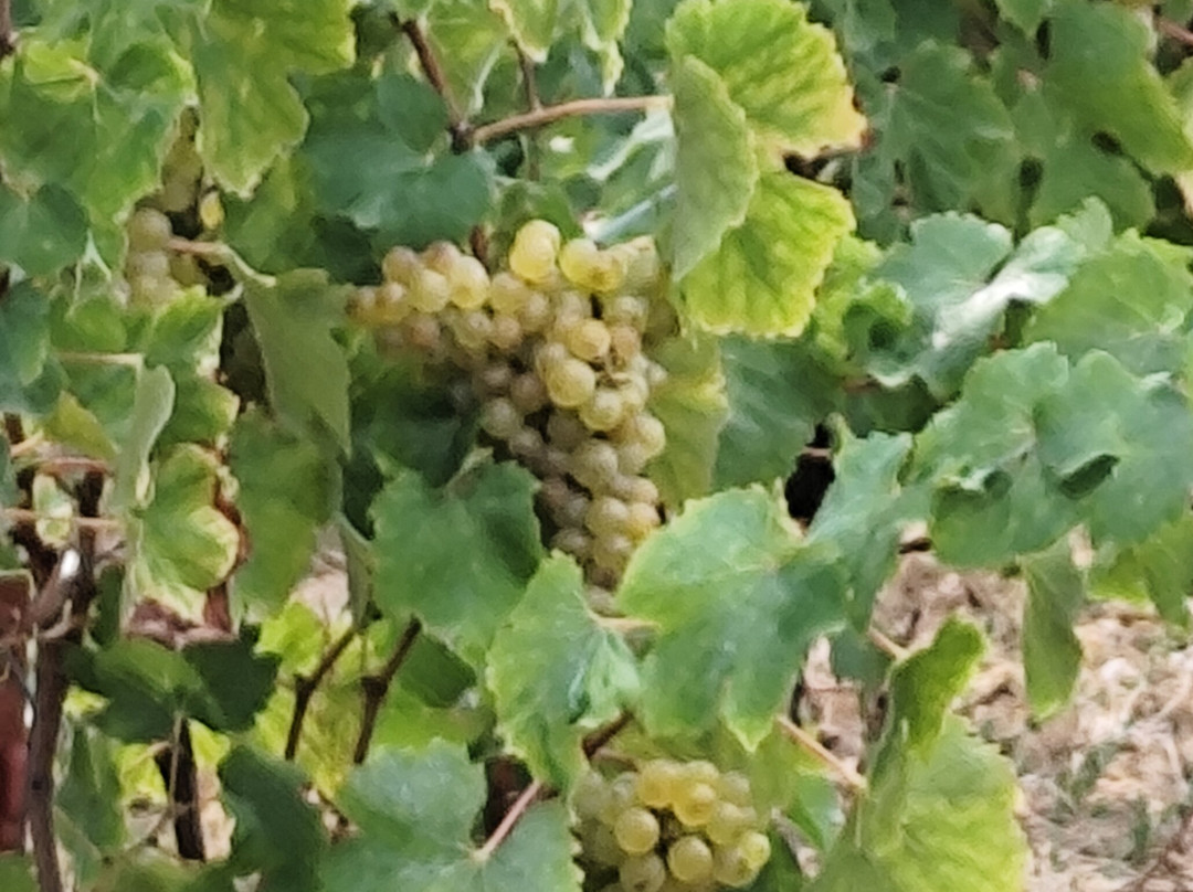 La Cave des Vignerons-Brem Sur Mer必去景点