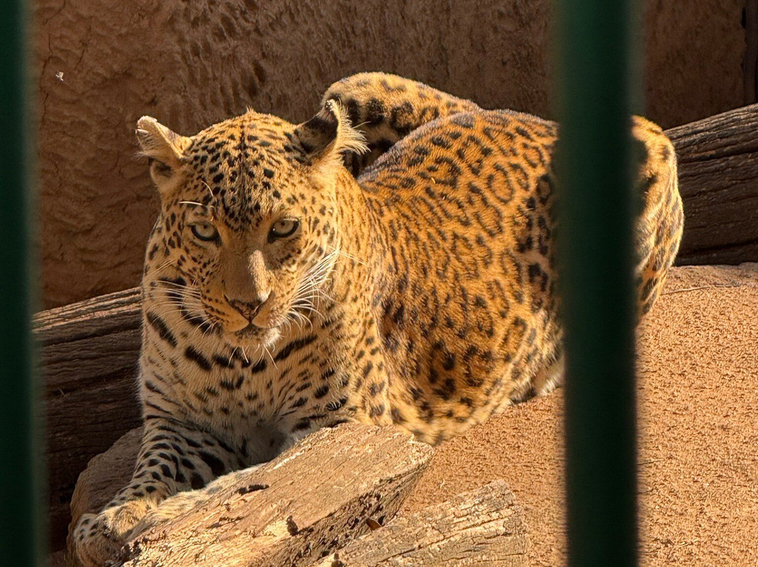Hartbeespoort Dam - Snake and Animal Park-哈特比斯普特必去景点