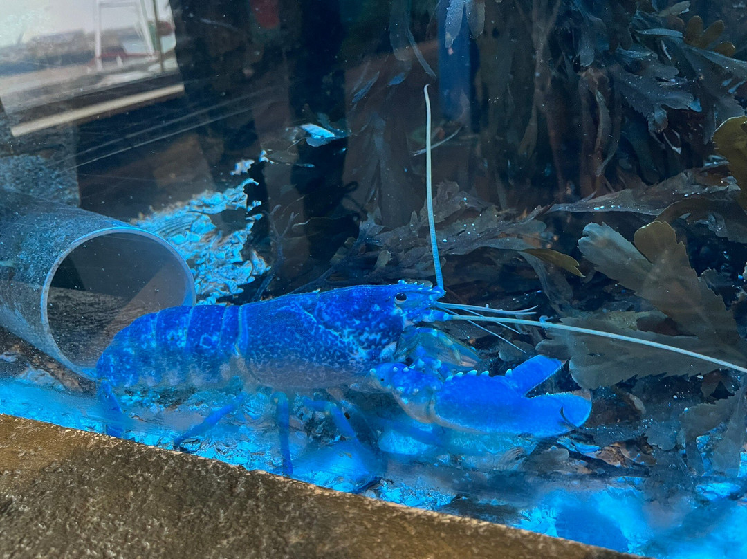 Marine Discovery Centre & Whitby Lobster Hatchery-惠特比必去景点