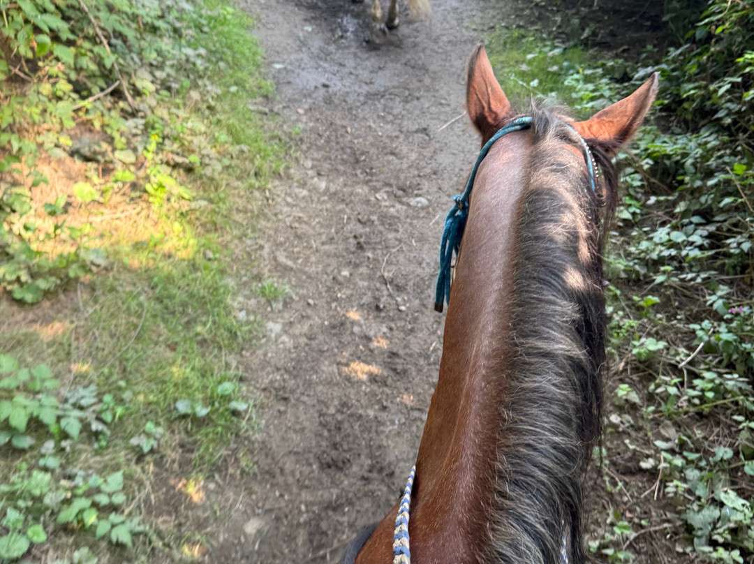Leghorn Ranch-匹特草原必去景点