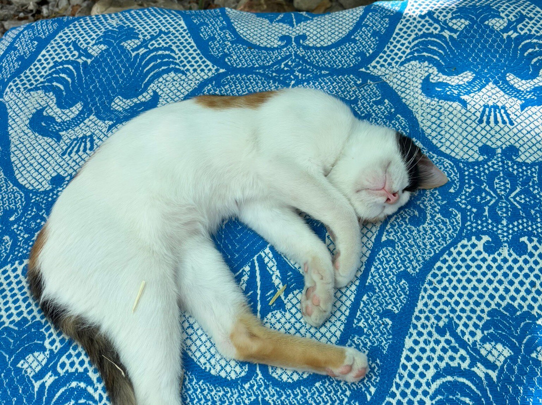 Aloe Vera & Herbal Health Farm-Fanes必去景点