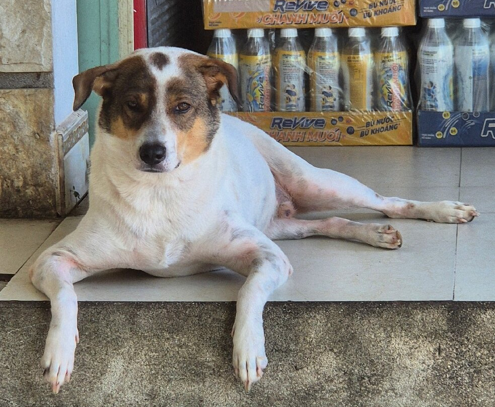Hoi An Easy Rider and Motorbike Tour - Mr Son-会安必去景点