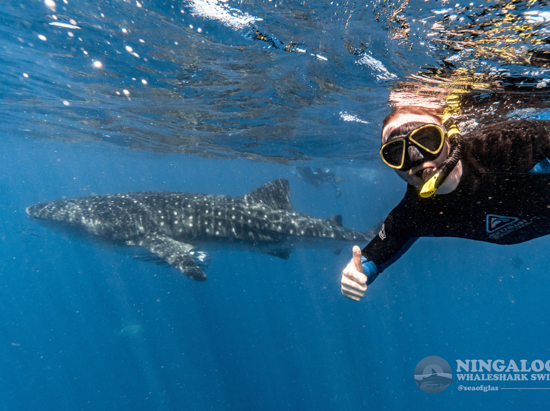 Ningaloo Whaleshark Swim-埃克斯茅斯必去景点