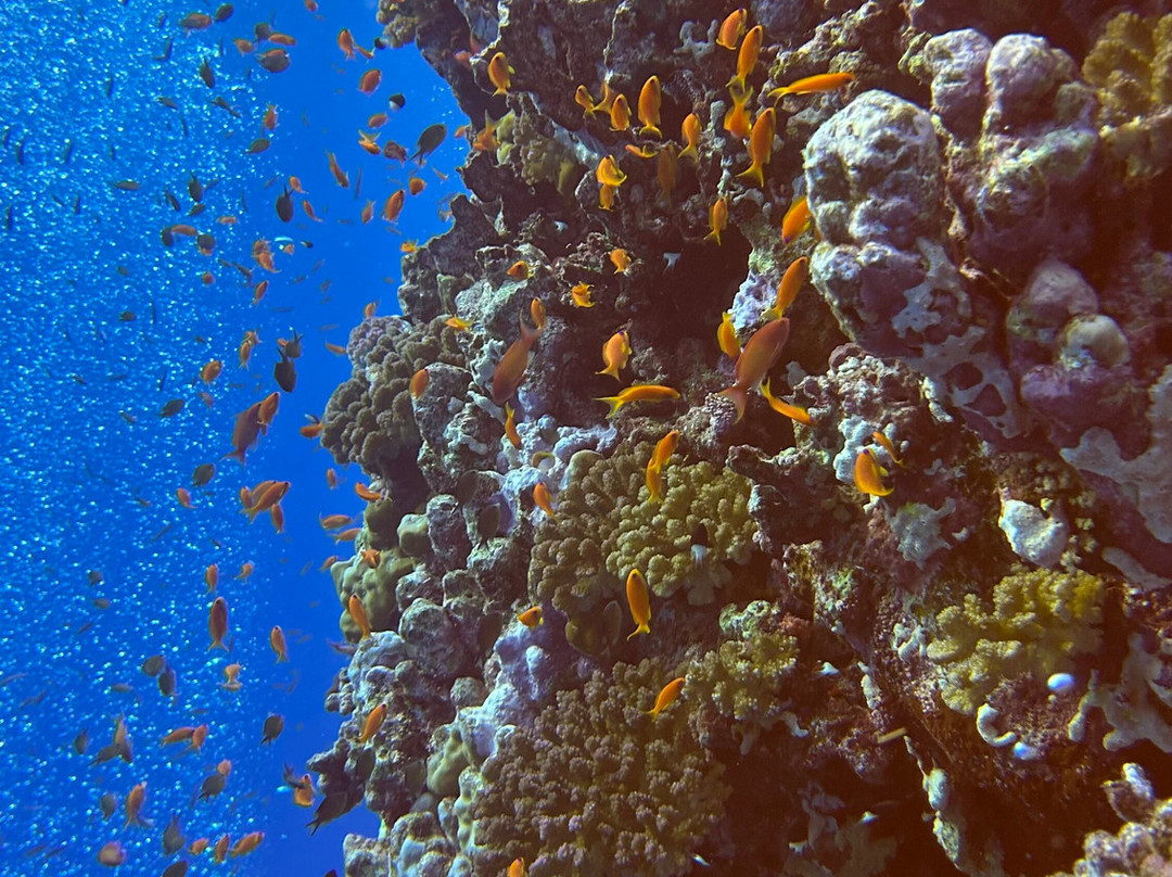 DiveCampus Diving Club-迪拜必去景点