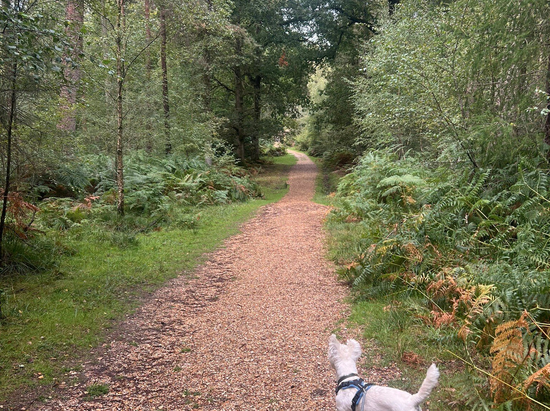 Bolderwood Deer Sanctuary-林德赫斯特必去景点