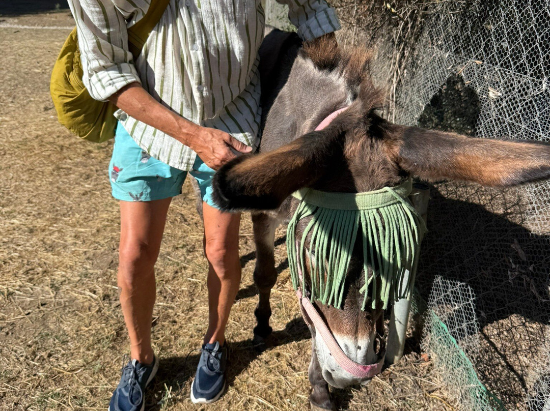 Corfu Donkey Rescue-Paleokastritsa必去景点