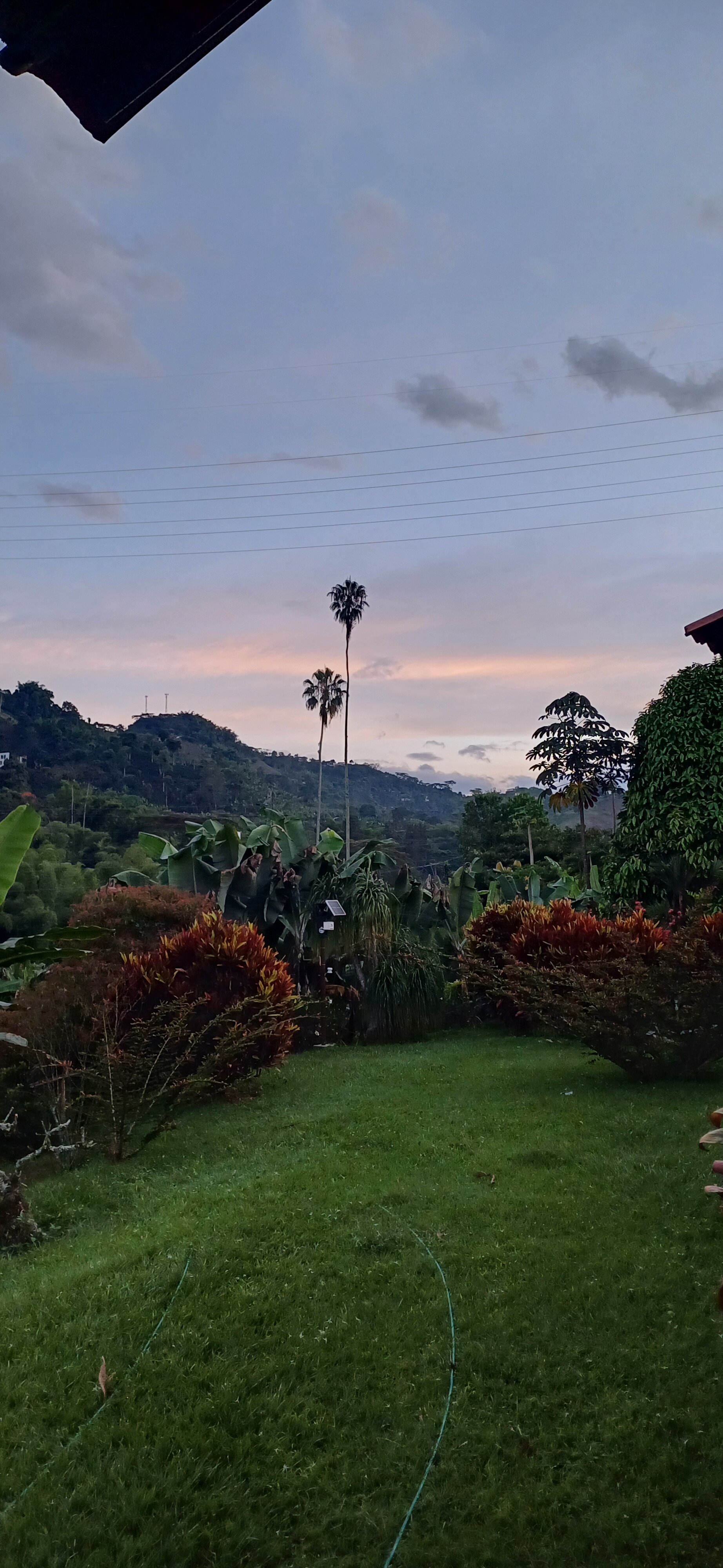 Hacienda Venecia Coffee Farm-官方