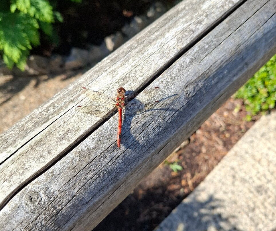 戈兹希尔模型村庄-Godshill必去景点