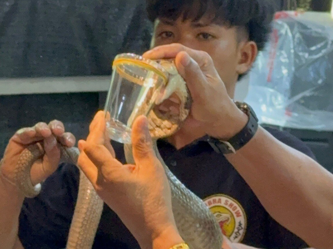 Cobra Show Thailand-苏梅岛必去景点