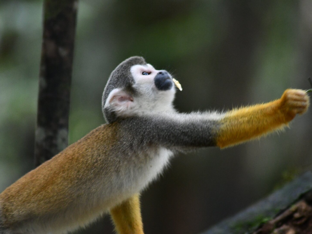 Fundación Maikuchiga-Loreto Mocagua必去景点