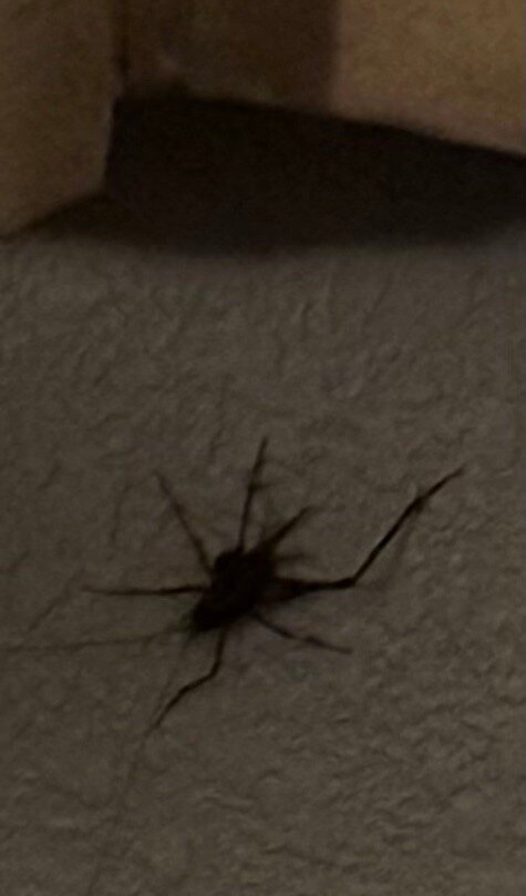 Days Inn by Wyndham Westminster主图