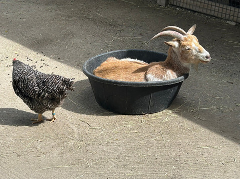 Stone Zoo-Stoneham必去景点