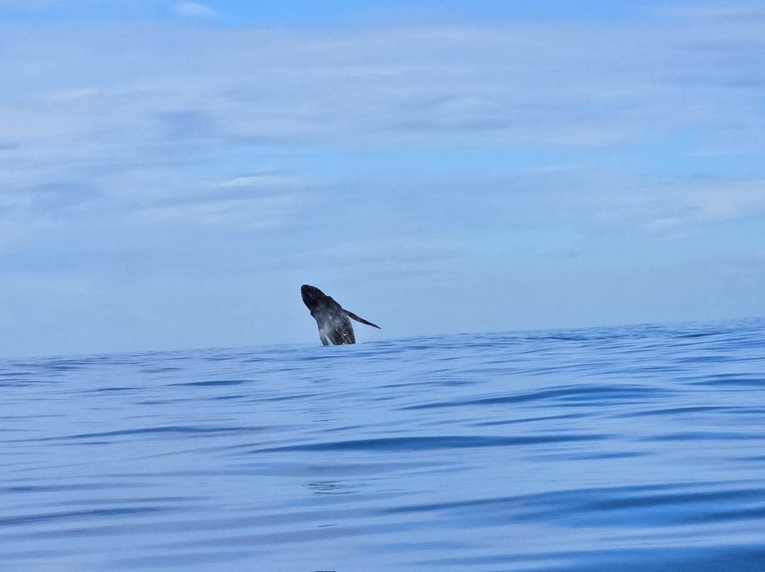 Dive and Sea Tahiti - Base nautique de Puna'auia-普纳奥亚必去景点