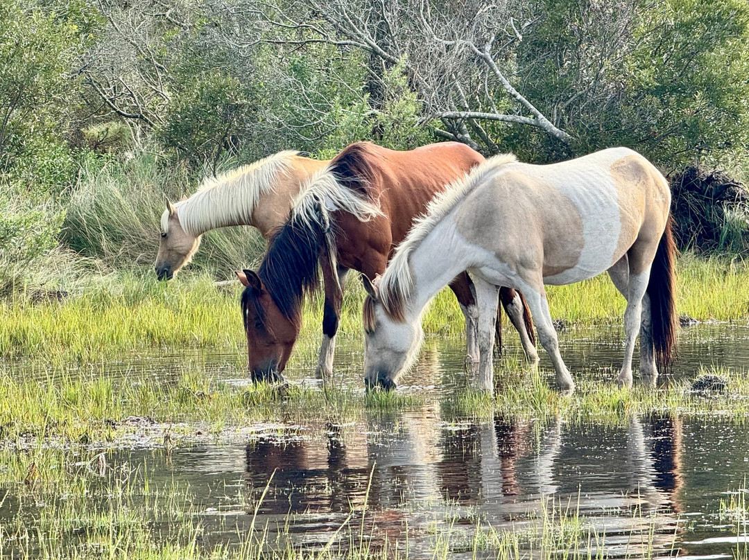 Cowboy Cruise Company-Chincoteague必去景点