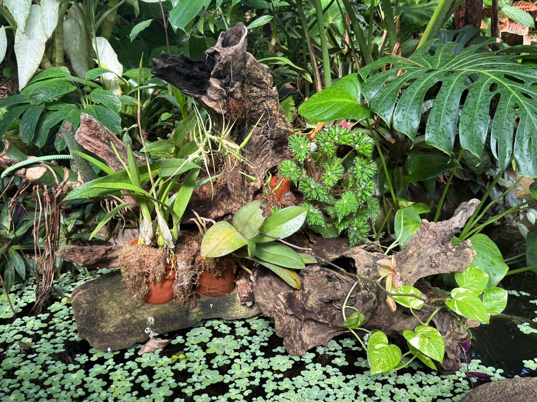 Garfield Park Conservatory & Sunken Garden-印第安纳波利斯必去景点