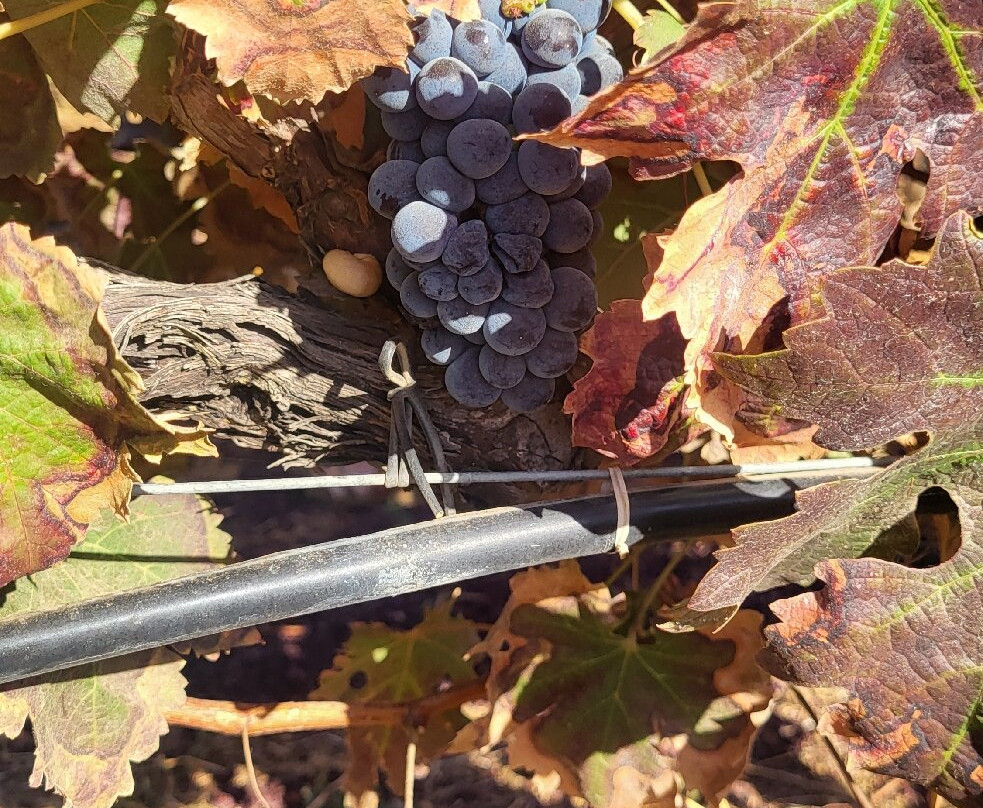 Quinta Do Canhoto-阿尔布赞拉必去景点