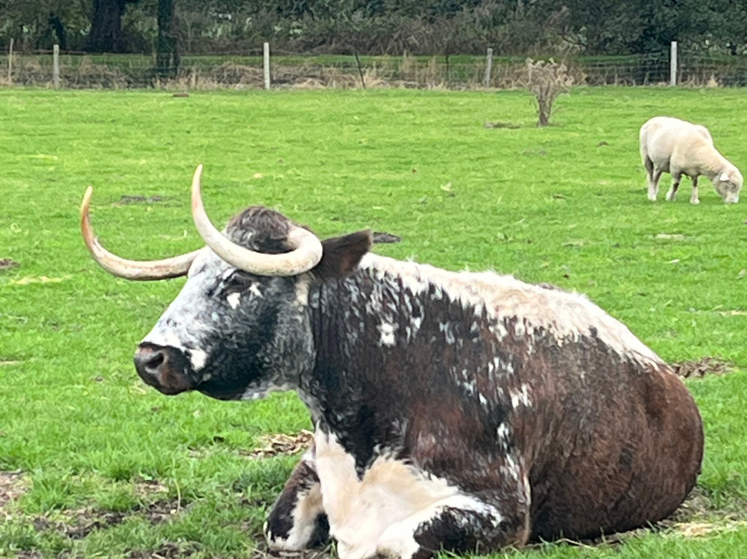 Windmill Animal Farm-Burscough必去景点