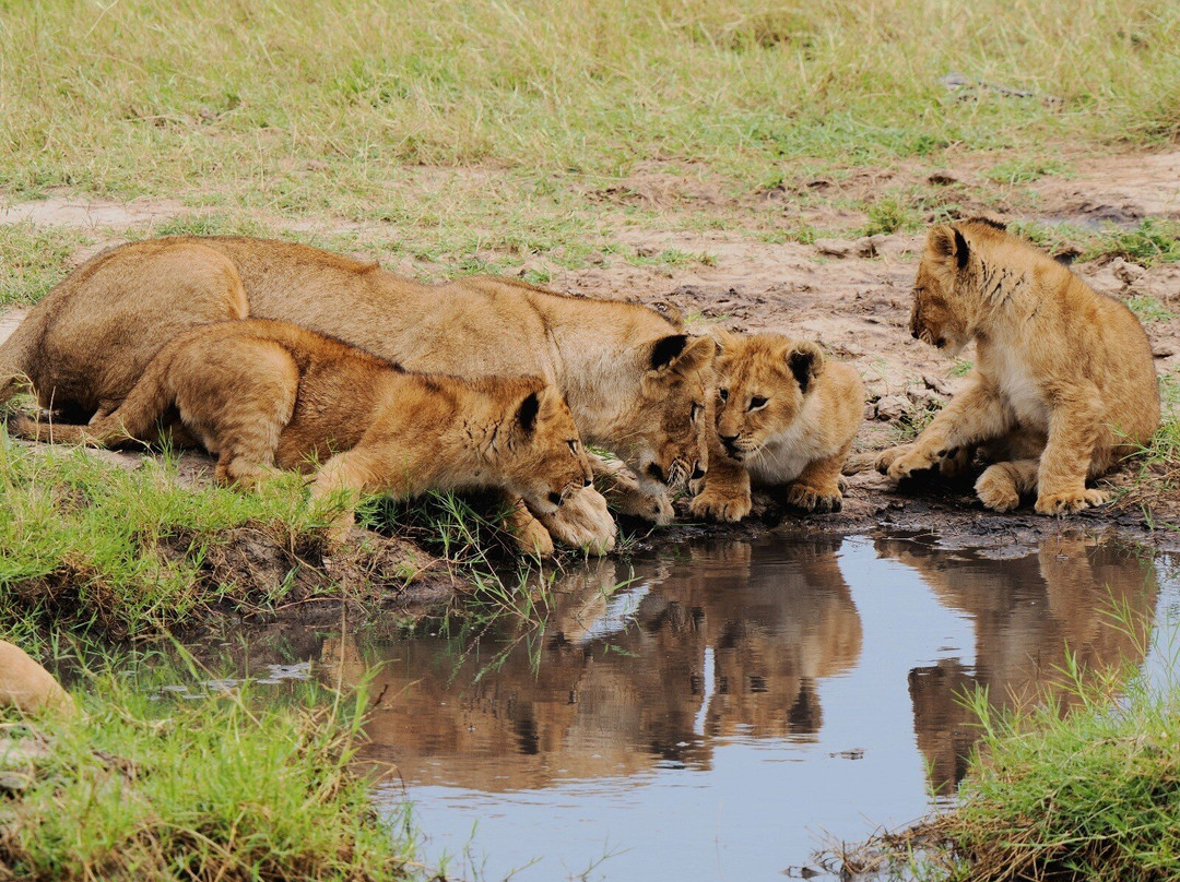 Sopai Safaris-阿鲁沙必去景点