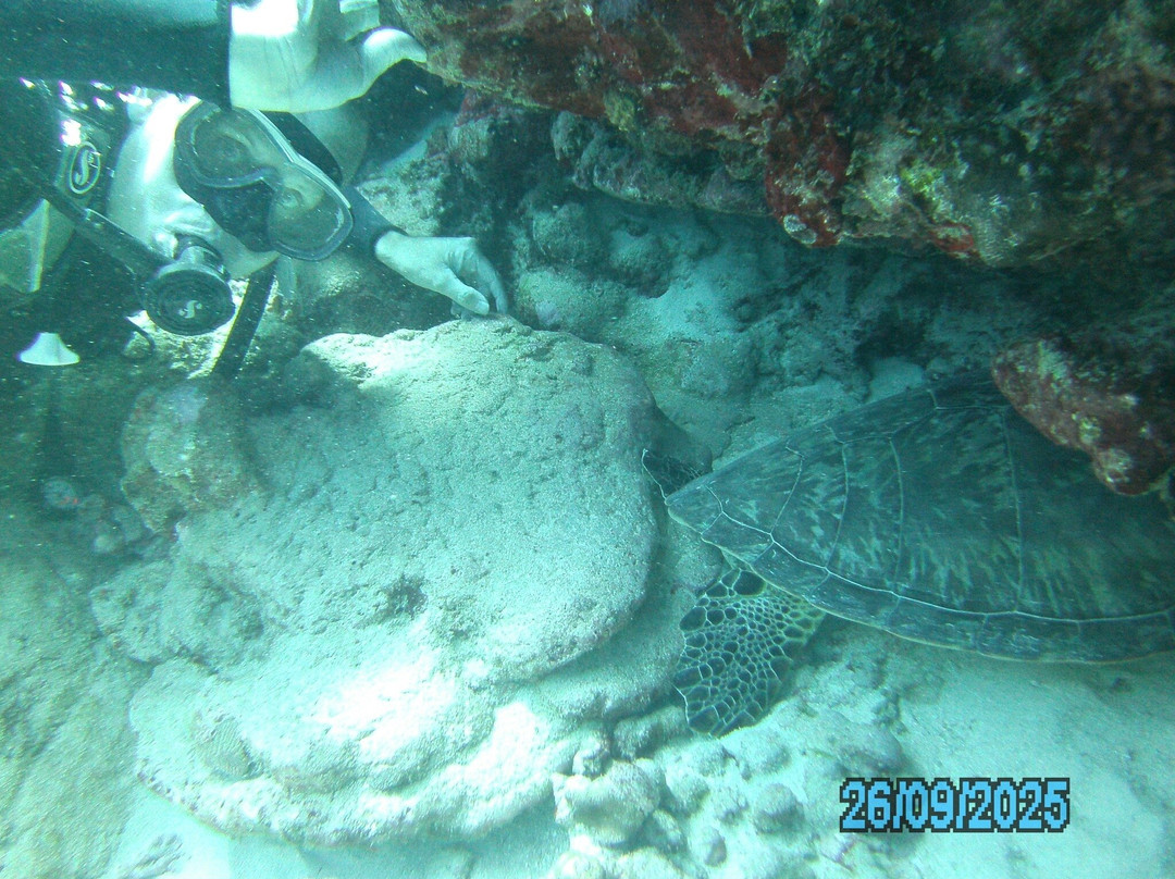 Dive Passion Mauritius-卓得多斯必去景点