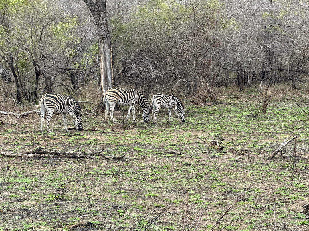 Honey Badger Safaris Kruger Tours-玛洛斯帕克必去景点
