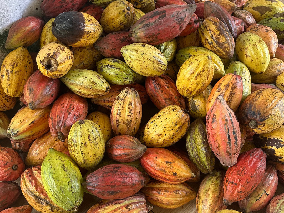 Bamboo Eco Village主图