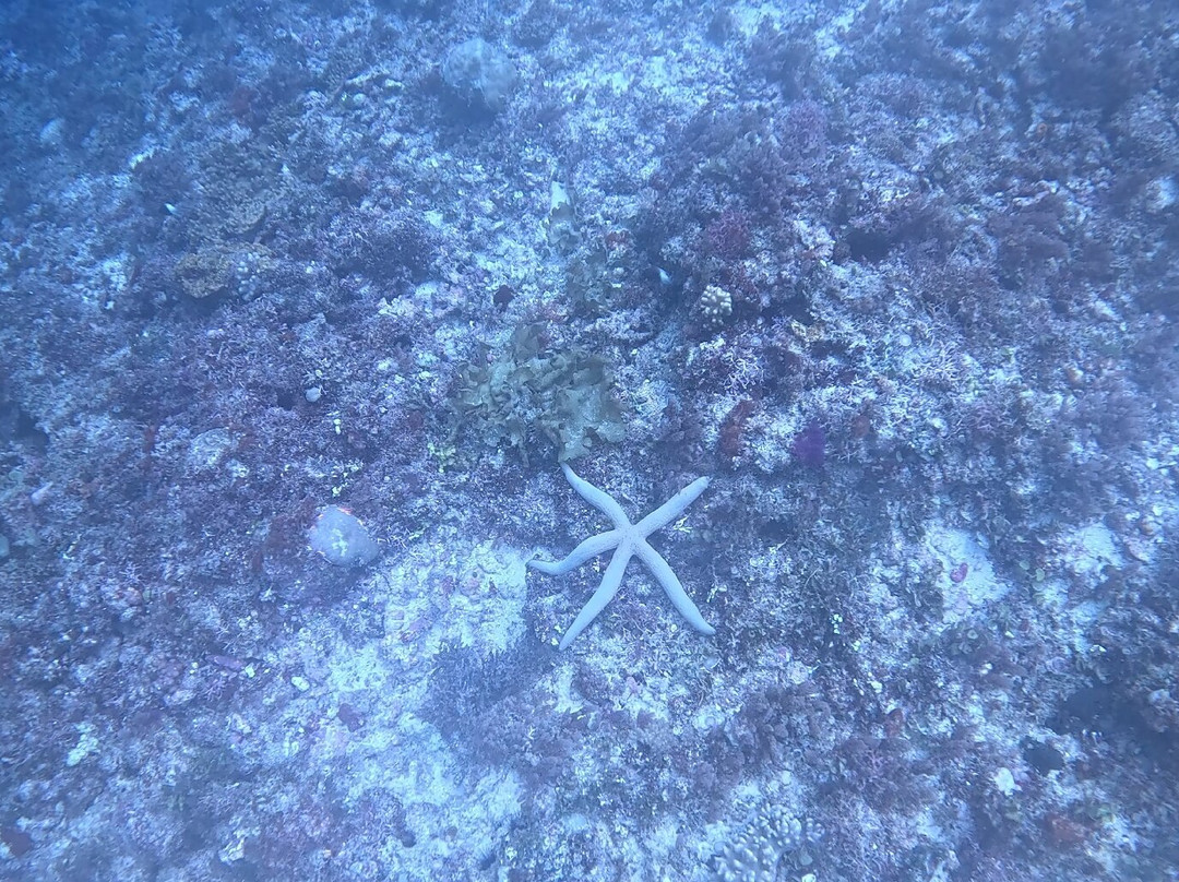 Dive Time Zanzibar-Kizimkazi必去景点