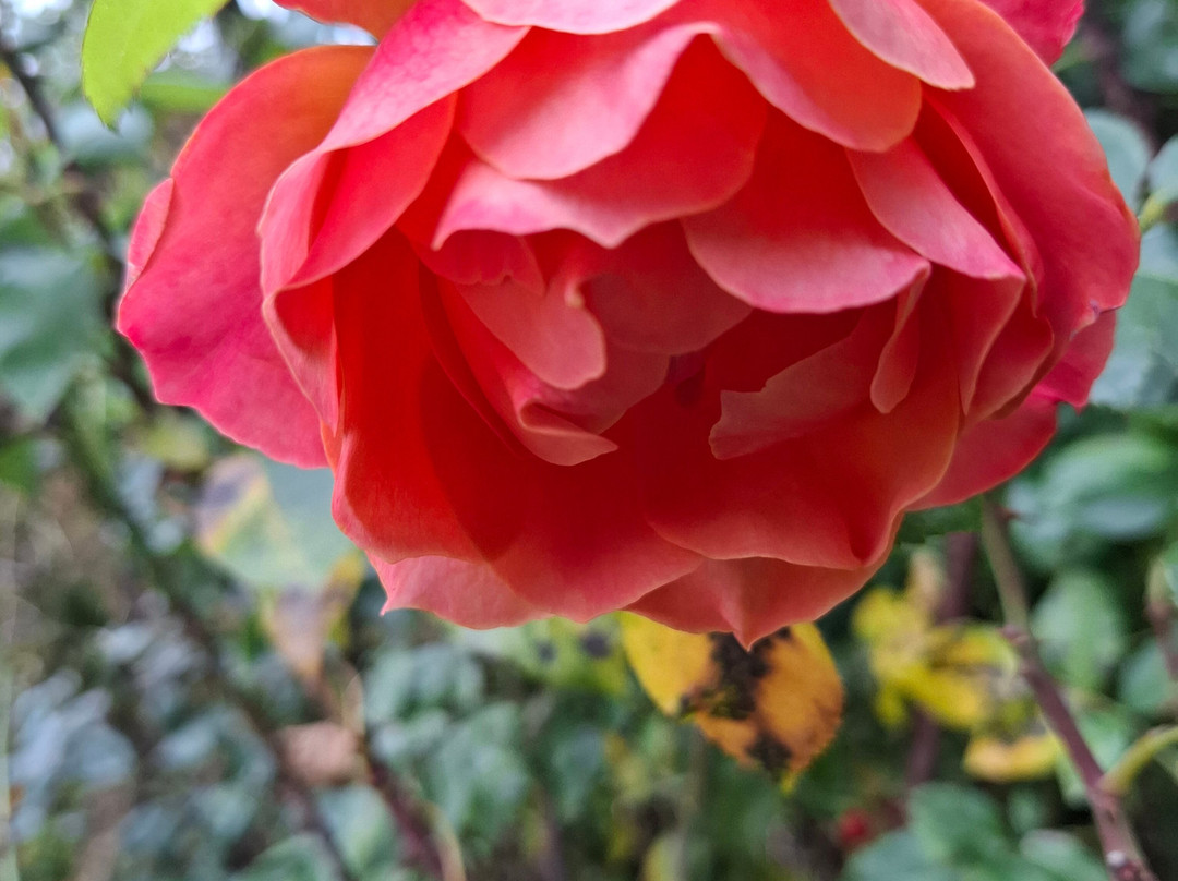 Bushey Rose Garden-Bushey必去景点