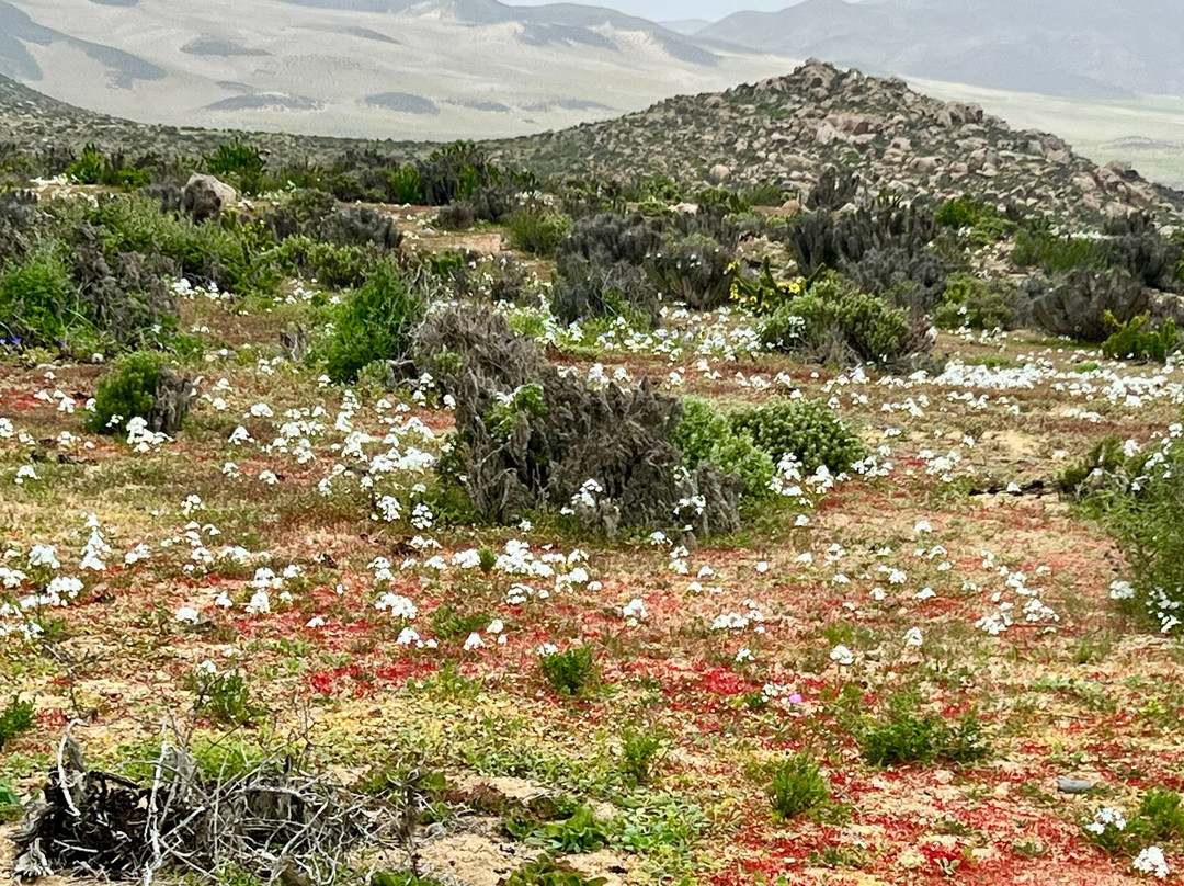 Parque Nacional Llanos del Challe-Huasco必去景点