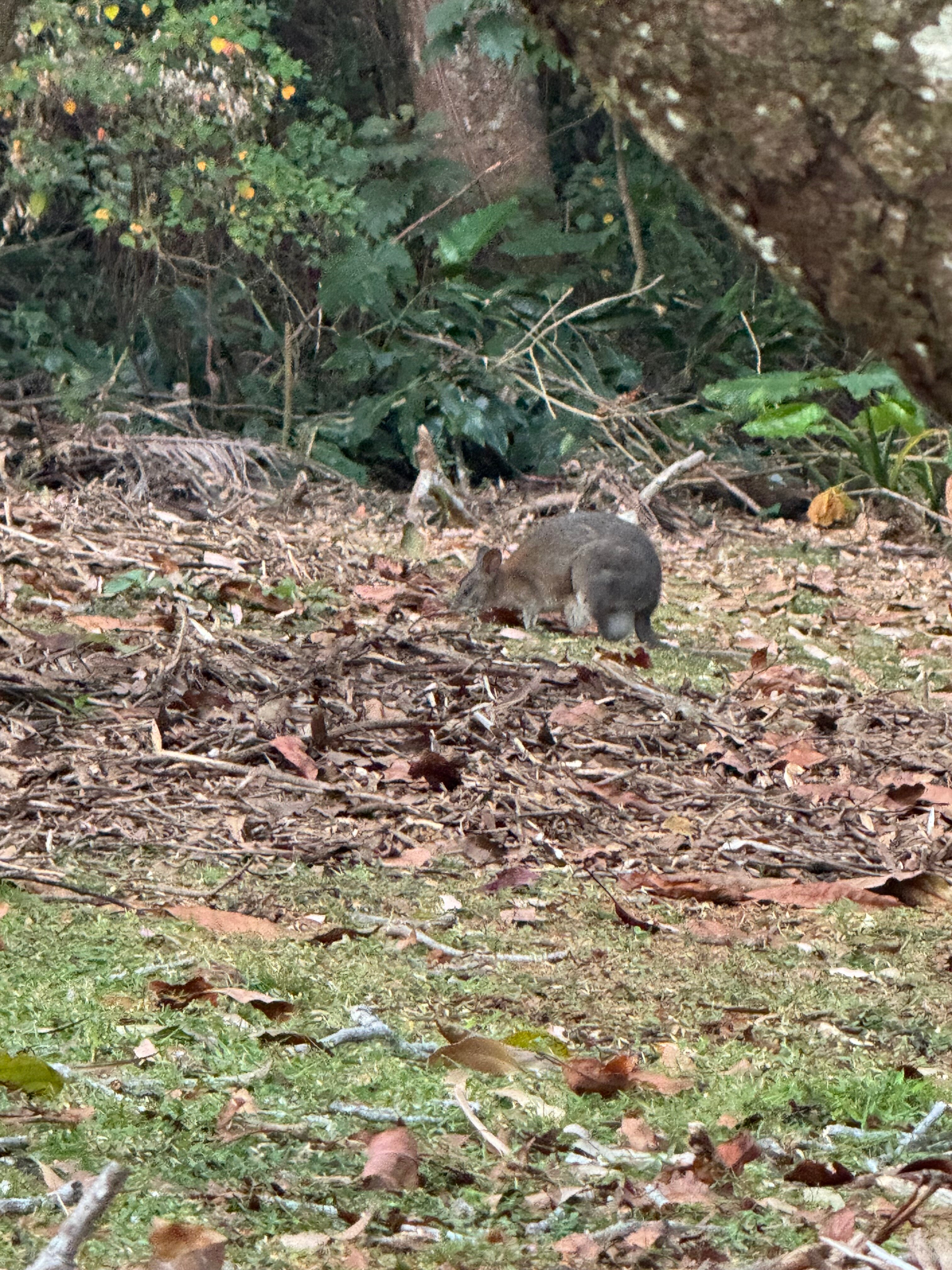 佩特斯雨林度假村-官方