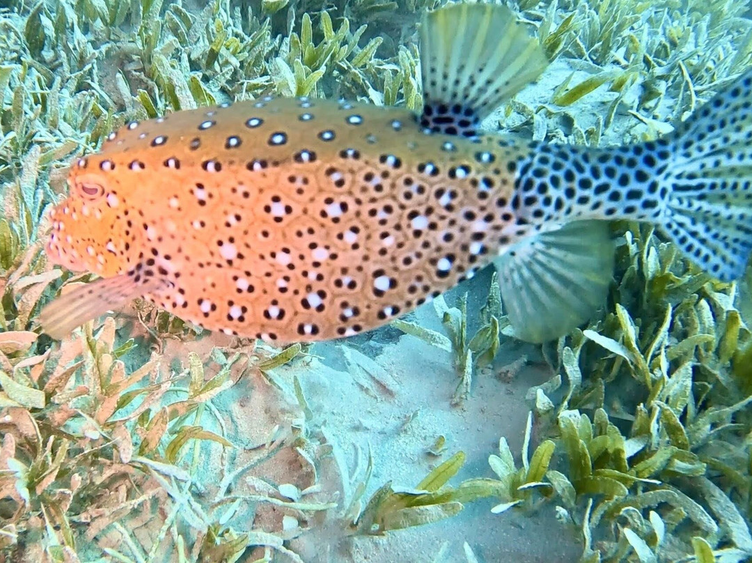 iDive Diving Centre-马卡迪湾必去景点