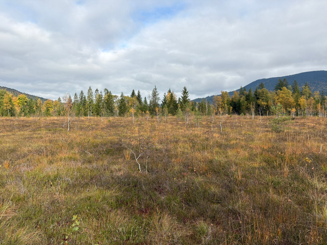 Moor-Erlebnis-Pfad-Inzell必去景点