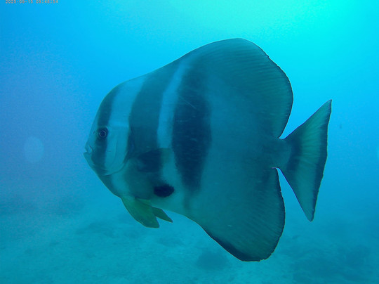 Blue-Fin Diving-马林地必去景点