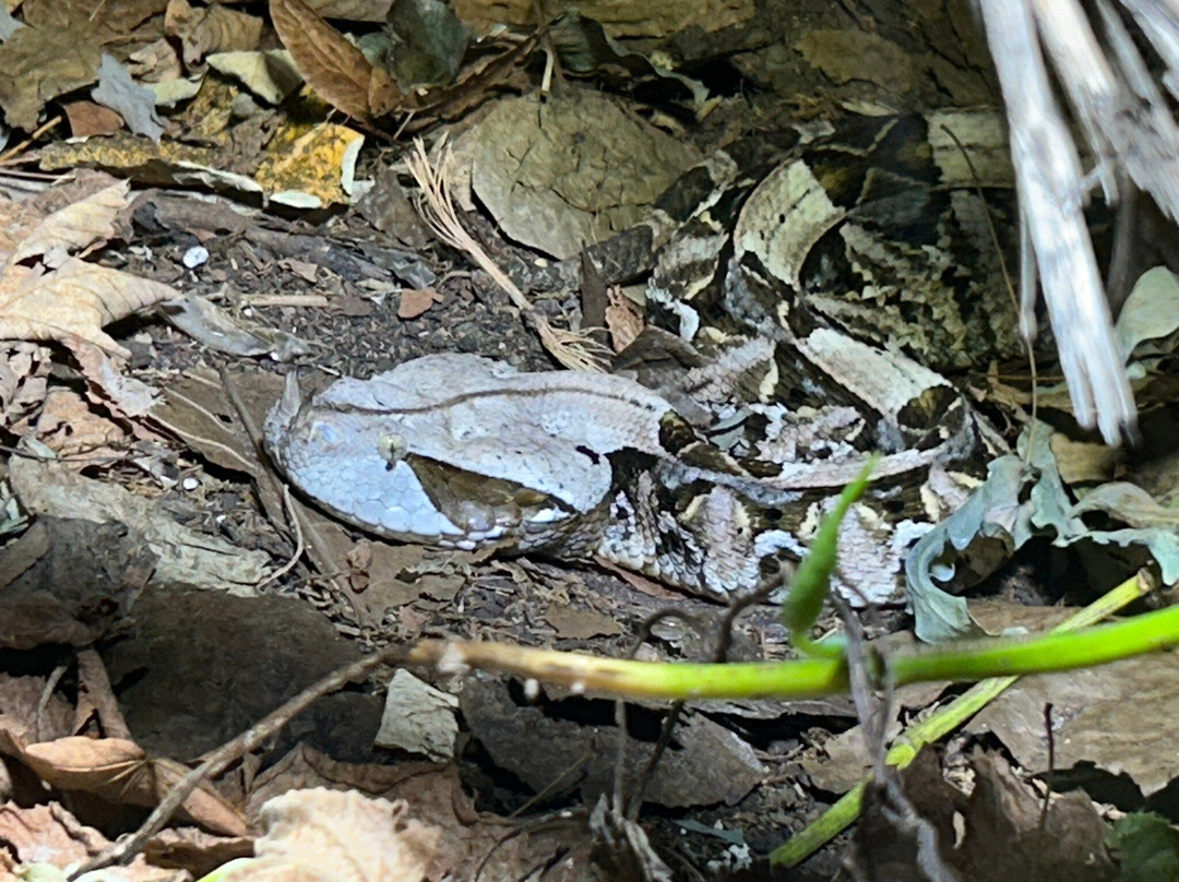 Reptilienzoo Allgäu-菲森必去景点