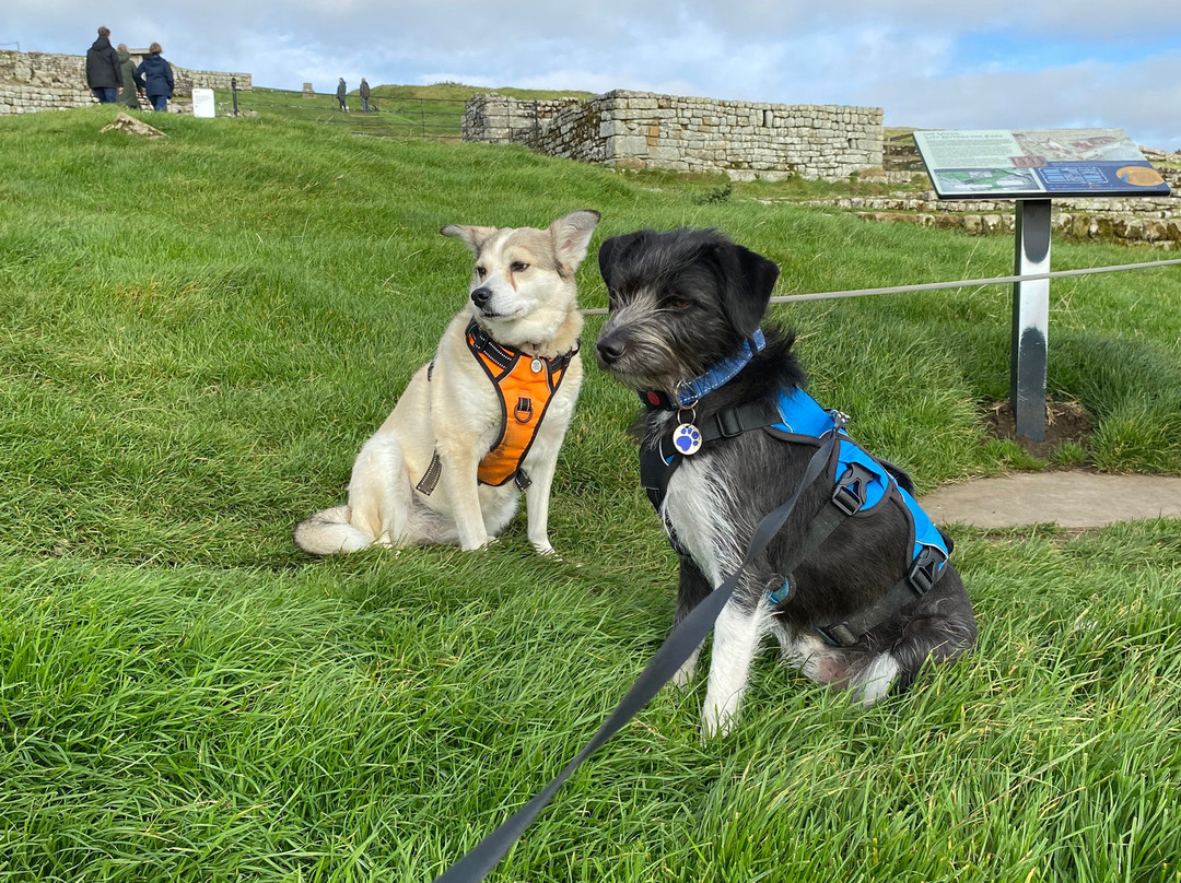 Housesteads Roman Fort - Hadrian's Wall-Haydon Bridge必去景点