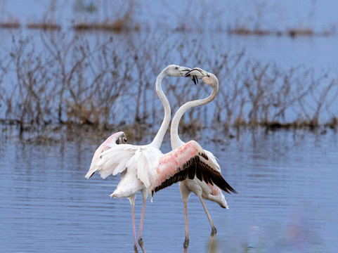 Cisticola Tours-内罗毕必去景点