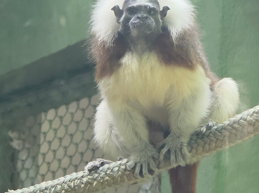 Akumal Monkey Sanctuary & Rescued Animals-艾库玛尔必去景点