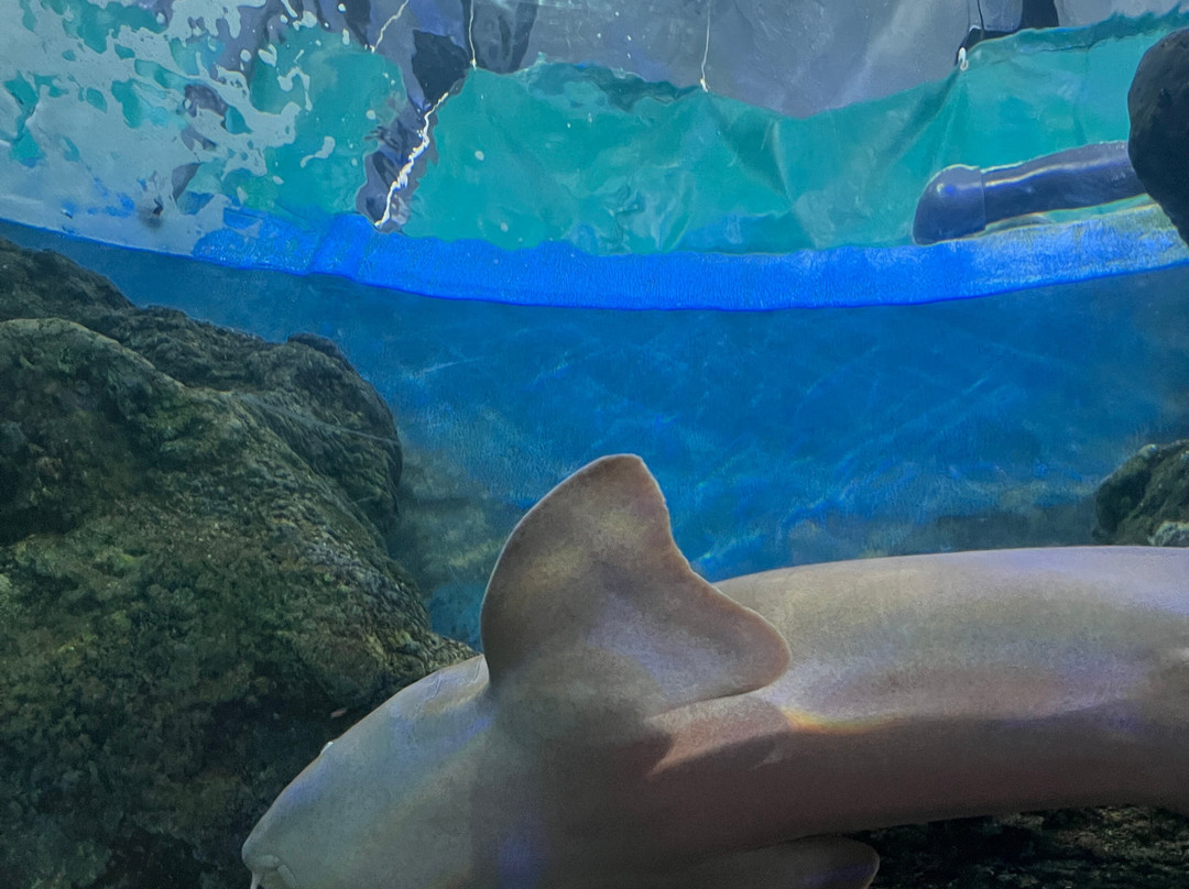 SEA LIFE Benalmadena-班纳玛德纳必去景点