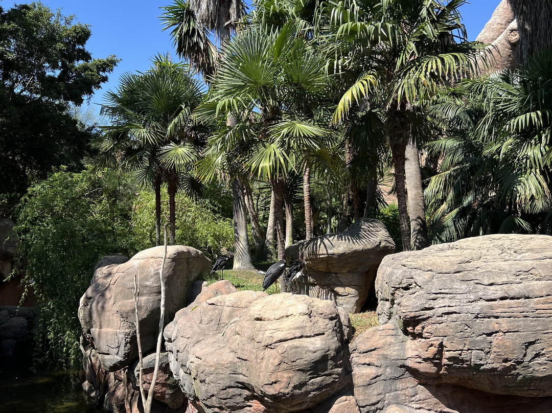 Bioparc Fuengirola-福恩吉罗拉必去景点