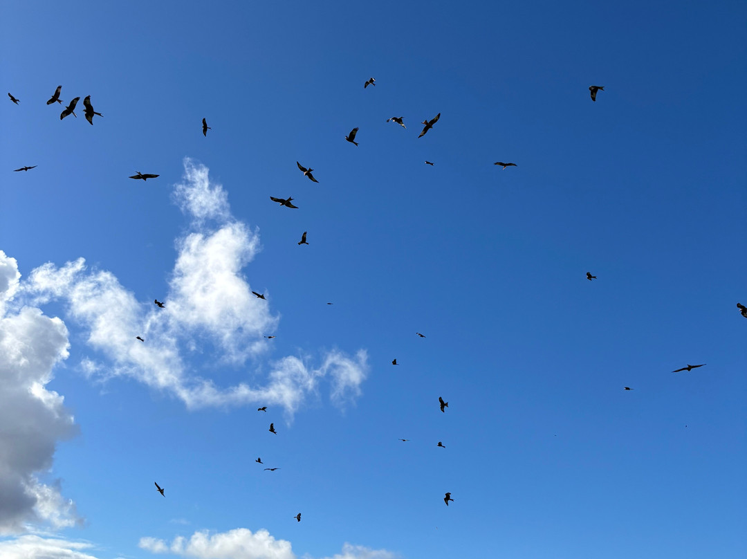 Galloway Red Kite Trail-Laurieston必去景点